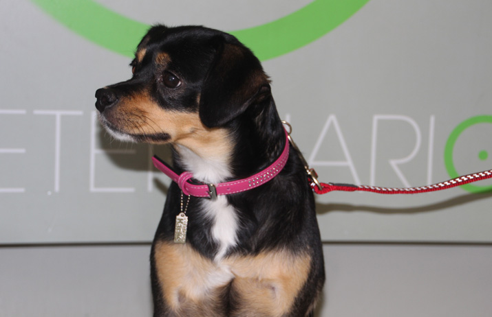 catarata-congenita-bilateral-Pepis