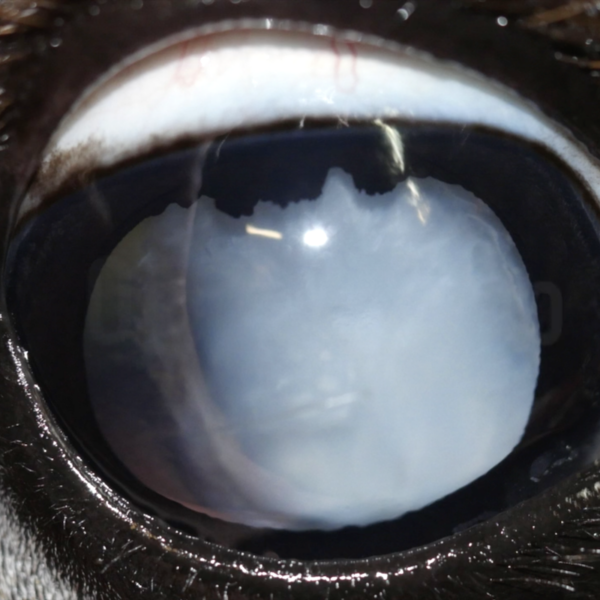 Catarata en un potro.