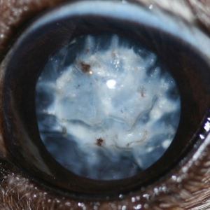 Cristalino opacificado por cataratas.