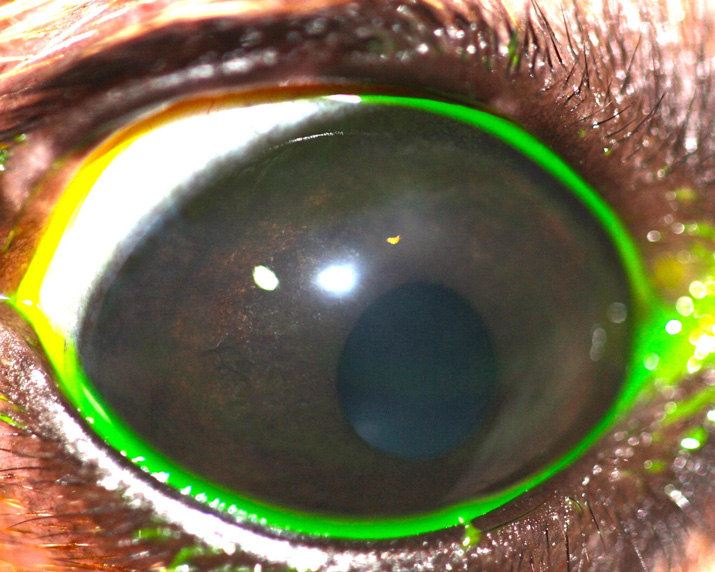 cilio-ectopico-perro-chihuahua-2