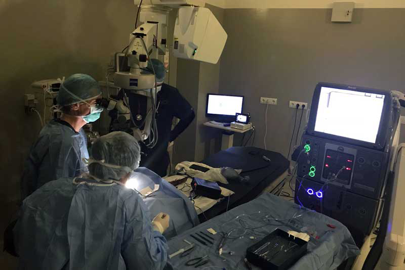 Cirugía de cataratas en un pájaro