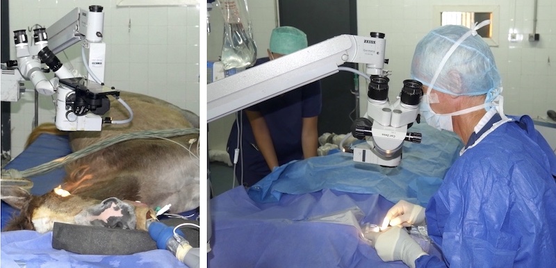 Cirugía de cataratas en caballo por Paco Simó