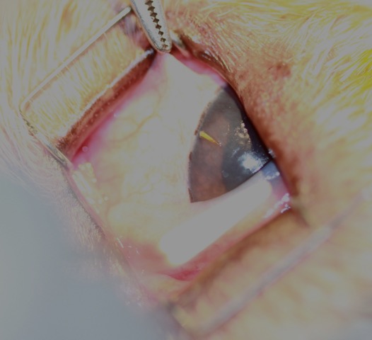 cirugia extracción cuerpo extraño en ojo perro