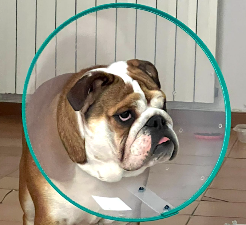 Bulldog inglesa con collar isabelino - Caso Pepa