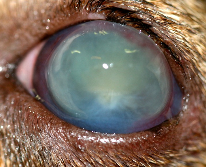 cross-linking-corneal-2