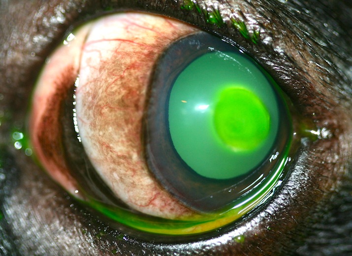 cross-linking-corneal