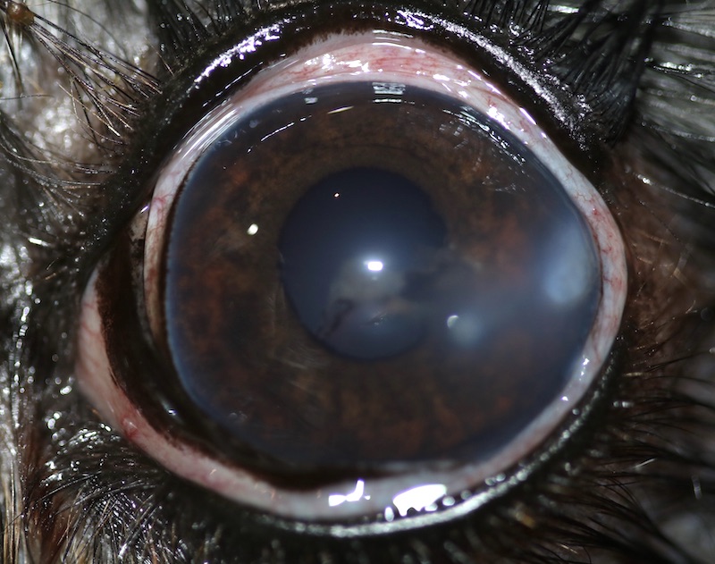 Ojo de perro con objeto o cuerpo extraño en la córnea