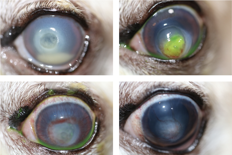 Úlcera corneal predescemética o Demestoceles en perro. Evolución