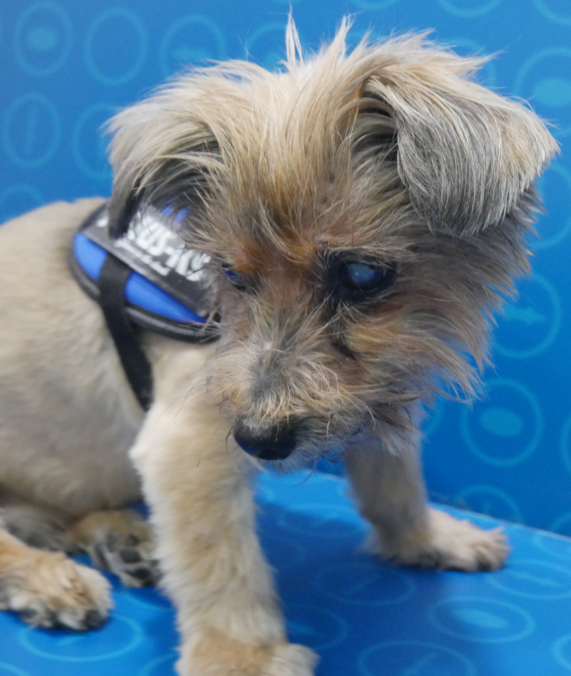 Perro con depósitos lipídico cálcicos en la córnea