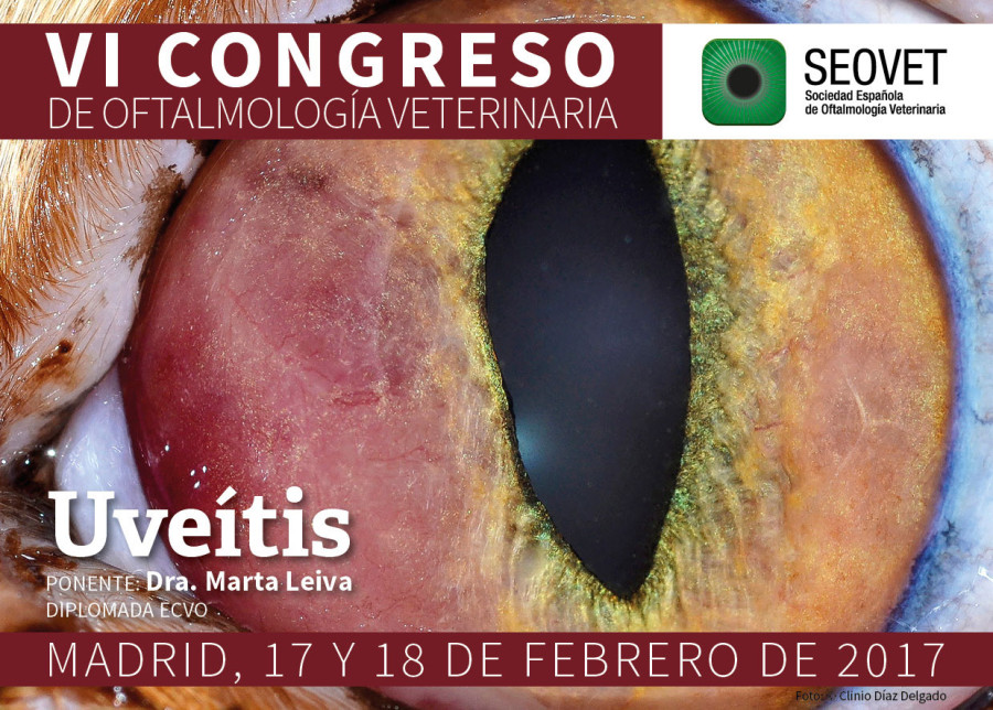 VI Congreso SEOVET Uveítis