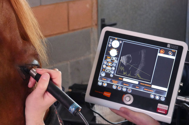 Ecografía ocular en un caballo