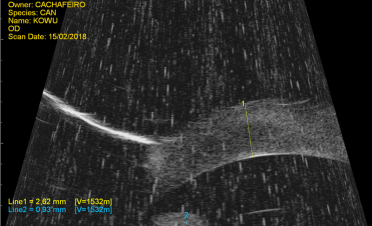 Ecografía ocular perro con ulceración por procesionaria