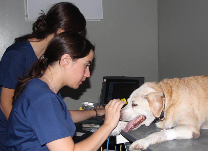 electroretinografia perro