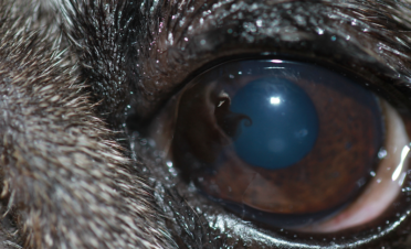 Entropion nasal en perro raza carlino o pug