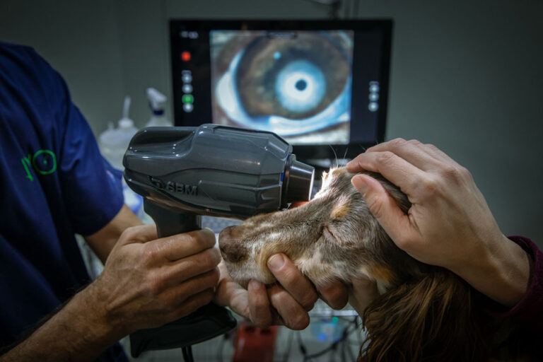 Realización de prueba OSAVET en IVO.