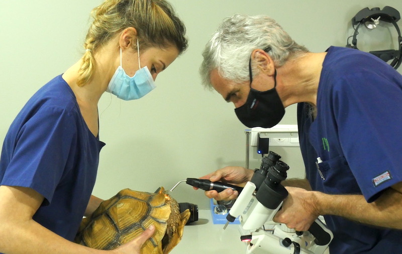 Exploración oftalmológica de una tortuga africana
