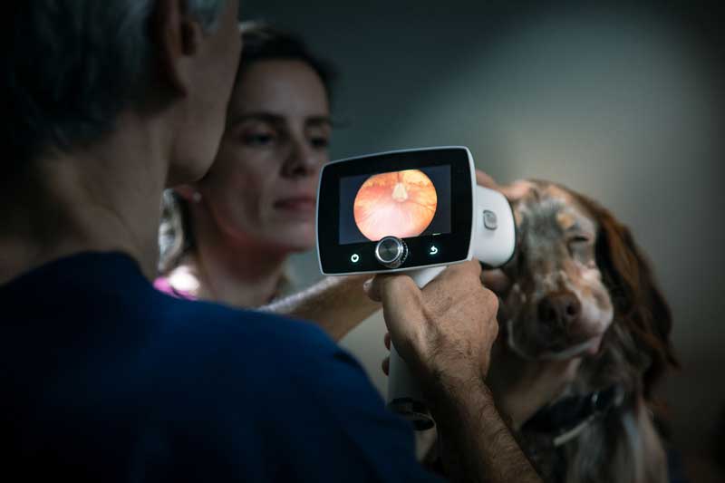 Veterinario Dr Paco Simó realizando una exploración del fondo del ojo a un perro mediante retinógrafo digital, con la imagen de la retina visible en la pantalla del dispositivo.