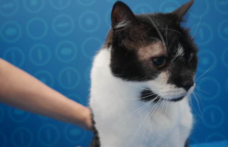 Gato operado de entropion en IVO