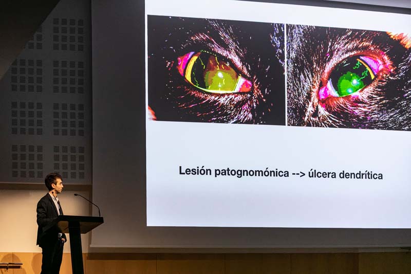 Ponente Curso Oftalmología veterinaria IVO - Infecciones oculares. Casos clínicos