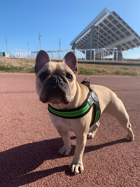Lua, una perra con luxación de cristalino y glaucoma