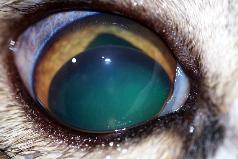 Luxación anterior del cristalino en un gato