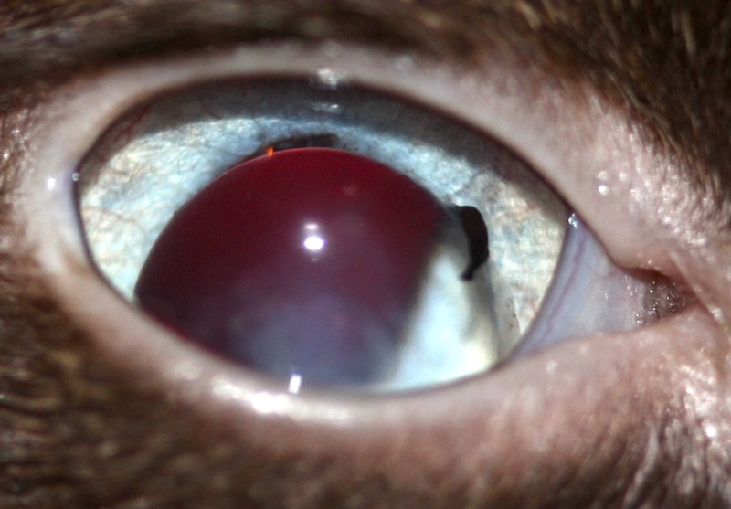 Luxación anterior en un gato