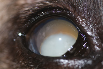 Luxación de cristalino en un perro