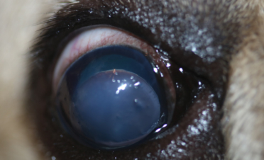 Luxación de cristalino en perro - Caso Lua