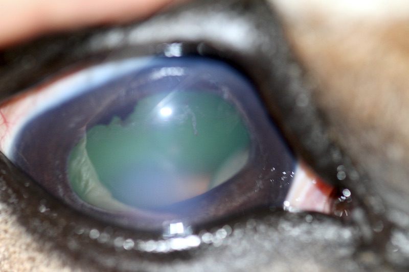 Luxación posterior del cristalino en un caballo