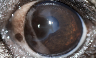 Macroblefaron en un perro raza carlino o pug