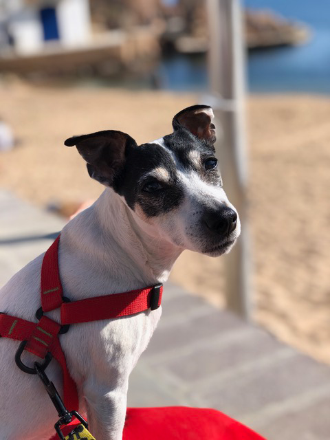 Operación de cataratas - Caso Miso