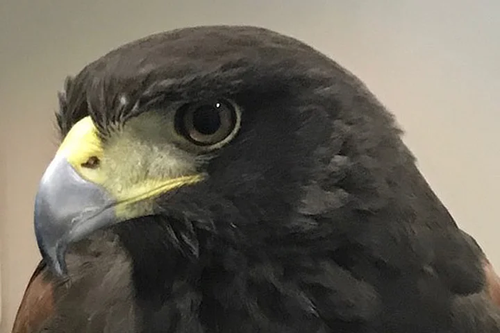 Primer plano de un halcón de perfil con plumaje oscuro y pico curvado, durante una consulta veterinaria en oftalmología especializada.