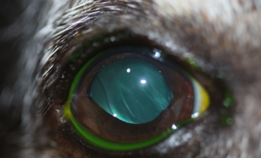 Operación de catarata en perro - Post-operatorio