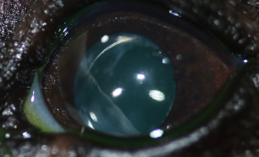 Operación de catarata en perro - Post-operatorio