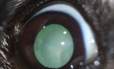 Ojo de perro con catarata