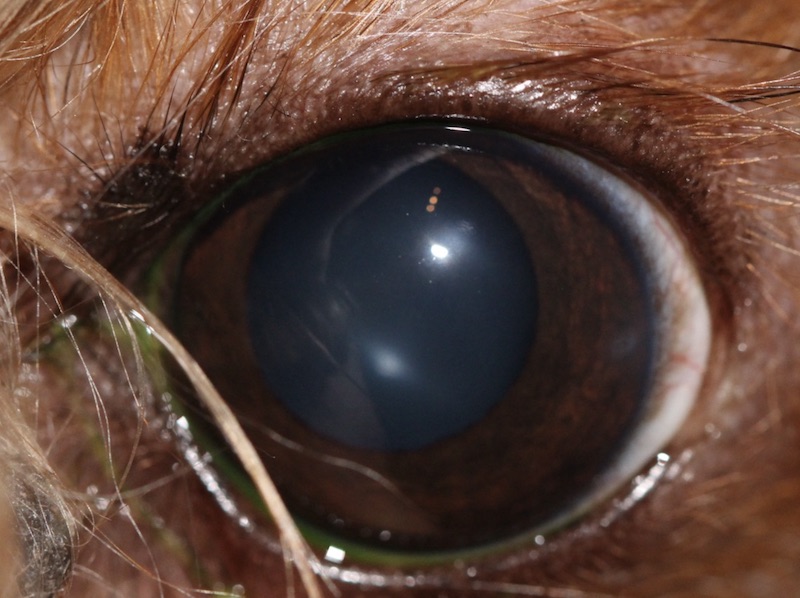 Ojo izquierdo de Chispas