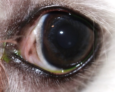 OI de Bichon Maltés con conjuntivitis folicular tratado en el IVO - Happy