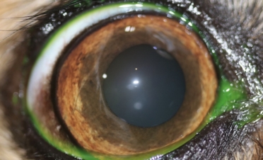 Ojo perro con desprendimiento de retina - Caso Fox