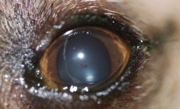 Ojo perro post cirugía de desprendimiento de retina - Caso Fox