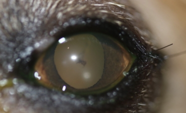 Ojo perro con desprendimiento de retina - Caso Fox