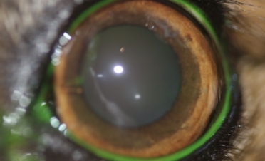 Ojo perro con desprendimiento de retina - Caso Fox