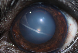Ojo canino con glaucoma