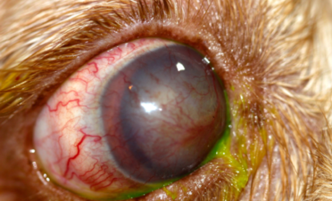 Ojo rojo en un perro por luxación del cristalino
