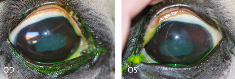 Ojo seco en caballos - 6 meses tratamiento - Caso Balder