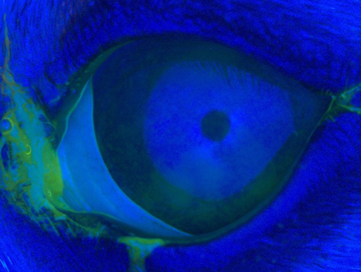 Caso de cirugía de ojo seco en perro (prueba fluoresceina)