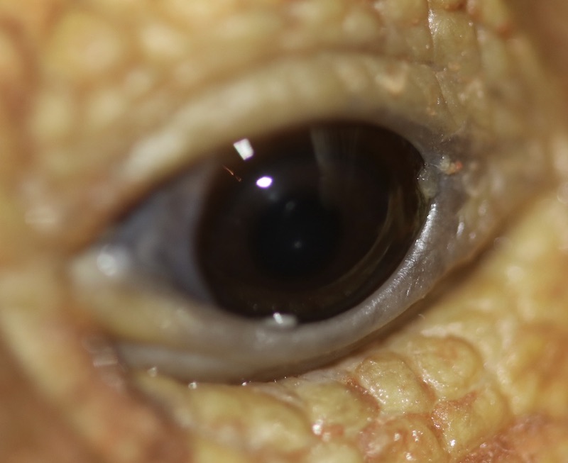 Ojo izquierdo - Caso tortuga Cleopatra