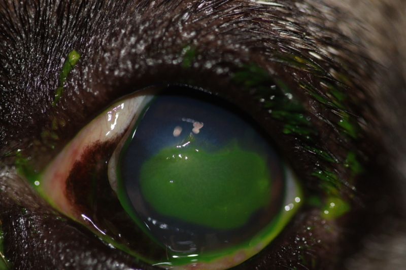 Ojo de bulldog francés con úlcera indolente o de bordes desprendidos