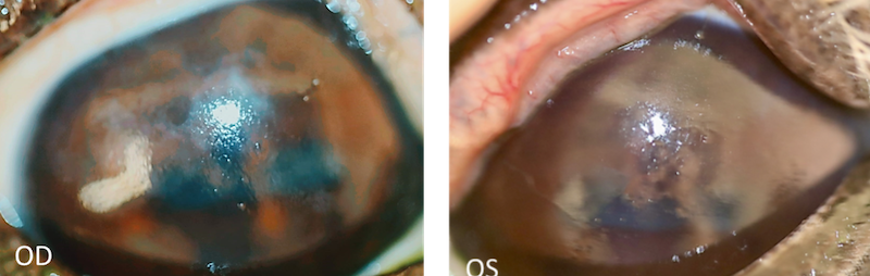 Caballo con problemas de superficie ocular - 1a visita - Caso Balder