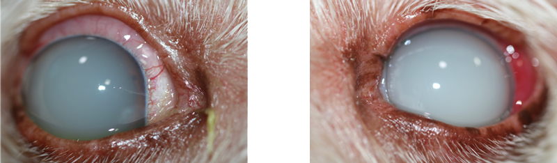 Ojos perro uveitis lipemica