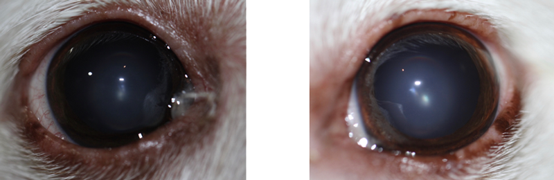 Ojos perro uveitis lipémica post tratamiento (dos meses)